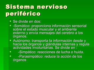Sistema nervioso periférico Se divide en dos: -Somático: proporciona información sensorial sobre el estado muscular y el ambiente externo y envía mensajes del cerebro a los órganos. Autónomo: transporta la información desde y hacia los órganos y glándulas internas y regula actividades involuntarias. Se divide en : -Simpático: reacciones de lucha o huida. -Parasimpático: reduce la acción de los órganos 