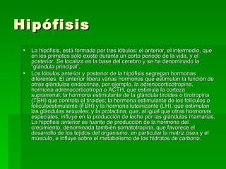 Hipófisis La hipófisis, está formada por tres lóbulos: el anterior, el intermedio, que en los primates sólo existe durante un corto periodo de la vida, y el posterior. Se localiza en la base del cerebro y se ha denominado la “glándula principal”.  Los lóbulos anterior y posterior de la hipófisis segregan hormonas diferentes. El anterior libera varias hormonas que estimulan la función de otras glándulas endocrinas, por ejemplo, la adrenocorticotropina, hormona adrenocorticotropa o ACTH, que estimula la corteza suprarrenal; la hormona estimulante de la glándula tiroides o tirotropina (TSH) que controla el tiroides; la hormona estimulante de los folículos o foliculoestimulante (FSH) y la hormona luteinizante (LH), que estimulan las glándulas sexuales; y la prolactina, que, al igual que otras hormonas especiales, influye en la producción de leche por las glándulas mamarias. La hipófisis anterior es fuente de producción de la hormona del crecimiento, denominada también somatotropina, que favorece el desarrollo de los tejidos del organismo, en particular la matriz ósea y el músculo, e influye sobre el metabolismo de los hidratos de carbono.  