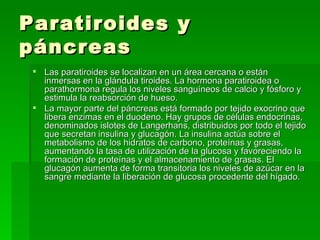 Paratiroides y páncreas Las paratiroides se localizan en un área cercana o están inmersas en la glándula tiroides. La hormona paratiroidea o parathormona regula los niveles sanguíneos de calcio y fósforo y estimula la reabsorción de hueso. La mayor parte del páncreas está formado por tejido exocrino que libera enzimas en el duodeno. Hay grupos de células endocrinas, denominados islotes de Langerhans, distribuidos por todo el tejido que secretan insulina y glucagón. La insulina actúa sobre el metabolismo de los hidratos de carbono, proteínas y grasas, aumentando la tasa de utilización de la glucosa y favoreciendo la formación de proteínas y el almacenamiento de grasas. El glucagón aumenta de forma transitoria los niveles de azúcar en la sangre mediante la liberación de glucosa procedente del hígado. 