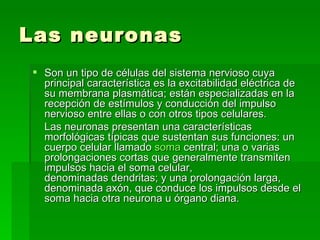 Las neuronas Son un tipo de células del sistema nervioso cuya principal característica es la excitabilidad eléctrica de su membrana plasmática; están especializadas en la recepción de estímulos y conducción del impulso nervioso entre ellas o con otros tipos celulares. Las neuronas presentan una características morfológicas típicas que sustentan sus funciones: un cuerpo celular llamado  soma  central; una o varias prolongaciones cortas que generalmente transmiten impulsos hacia el soma celular, denominadas dendritas; y una prolongación larga, denominada axón, que conduce los impulsos desde el soma hacia otra neurona u órgano diana.  