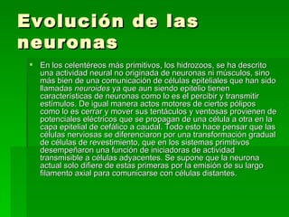 Evolución de las neuronas En los celentéreos más primitivos, los hidrozoos, se ha descrito una actividad neural no originada de neuronas ni músculos, sino más bien de una comunicación de células epiteliales que han sido llamadas  neuroides  ya que aun siendo epitelio tienen características de neuronas como lo es el percibir y transmitir estímulos. De igual manera actos motores de ciertos pólipos como lo es cerrar y mover sus tentáculos y ventosas provienen de potenciales eléctricos que se propagan de una célula a otra en la capa epitelial de cefálico a caudal. Todo esto hace pensar que las células nerviosas se diferenciaron por una transformación gradual de células de revestimiento, que en los sistemas primitivos desempeñaron una función de iniciadoras de actividad transmisible a células adyacentes. Se supone que la neurona actual solo difiere de estas primeras por la emisión de su largo filamento axial para comunicarse con células distantes. 