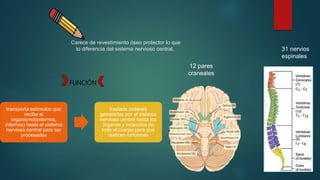 Carece de revestimiento óseo protector lo que
lo diferencia del sistema nervioso central.
12 pares
craneales
31 nervios
espinales
transporta estímulos que
recibe el
organismo(externos,
internos) hasta el sistema
nervioso central para ser
procesados
traslada órdenes
generadas por el sistema
nervioso central hasta los
órganos y músculos de
todo el cuerpo para que
realicen funciones
FUNCIÓN
 