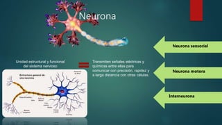 Neurona
Transmiten señales eléctricas y
químicas entre ellas para
comunicar con precisión, rapidez y
a larga distancia con otras células.
Unidad estructural y funcional
del sistema nervioso
Neurona motora
Neurona sensorial
Interneurona
 