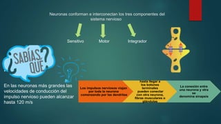 Neuronas conforman e interconectan los tres componentes del
sistema nervioso

En las neuronas más grandes las
velocidades de conducción del
impulso nervioso pueden alcanzar
hasta 120 m/s
Los impulsos nerviosos viajan
por toda la neurona
comenzando por las dendritas
hasta llegar a
los botones
terminales
pueden conectar
con otra neurona,
fibras musculares o
glándulas
La conexión entre
una neurona y otra
se
denomina sinapsis
Sensitivo Motor Integrador
 