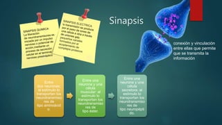 Sinapsis
conexión y vinculación
entre ellas que permite
que se transmita la
información
Entre
dos neuronas:
al estímulo lo
transportan los
neurotransmiso
res de
tipo aminoácid
o.
Entre una
neurona y una
célula
muscular: al
estímulo lo
transportan los
neurotransmiso
res de
tipo éster.
Entre una
neurona y una
célula
secretora: al
estímulo lo
transportan los
neurotransmiso
res de
tipo neuropépti
do.
 