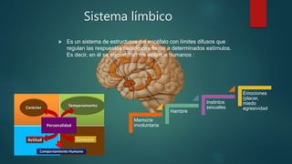 Sistema límbico
 Es un sistema de estructuras del encéfalo con límites difusos que
regulan las respuestas fisiológicas frente a determinados estímulos.
Es decir, en él se encuentran los instintos humanos :
Memoria
involuntaria
Hambre
Instintos
sexuales
Emociones
(placer,
miedo
agresividad
 