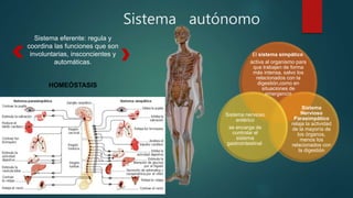 Sistema autónomo
Sistema eferente: regula y
coordina las funciones que son
involuntarias, insconcientes y
automáticas.
HOMEÓSTASIS
El sistema simpático
activa al organismo para
que trabajen de forma
más intensa, salvo los
relacionados con la
digestión,como en
situaciones de
emergencia
Sistema
Nervioso
Parasimpático
relaja la actividad
de la mayoría de
los órganos,
menos los
relacionados con
la digestión
Sistema nervioso
entérico
se encarga de
controlar el
sistema
gastrointestinal
 