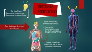 SISTEMA
NERVIOSO
Red de tejidos de origen
ectodérmico
Captar estímulos y
procesar ejerciendo:
 CONTROL
 COORDINACIÓN
DE LOS ÓRGANOS
Lograr una eficaz
interaccion con el medio
ambiente cambiante
Se clasifica en
Sistema nervioso central
Sistema nervioso periférico
 