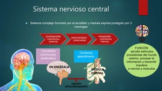 Sistema nervioso central
 Sistema complejo formado por el encéfalo y medula espinal protegido por 3
meninges
DURAMADRE
(membrana
externa)
ARACNOIDES
(intermedia)
PIAMADRE
(membrana
interna)
FUNCIÓN
percibir estímulos
procedentes del mundo
exterior, procesar la
información y transmitir
impulsos
a nervios y músculos
Cavidades
(ventrículos
cerebrales)
EN ENCÉFALO
Conducto
ependimario
MÉDULA
ESPINAL
LIQUIDO
CEFALORRAQUIDEO
 