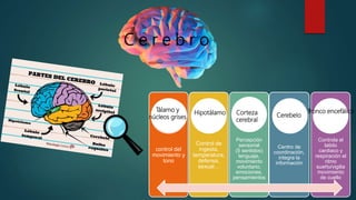 C e r e b r o
control del
movimiento y
tono
Control de
ingesta,
temperatura,
defensa,
sexual…
Percepción
sensorial
(5 sentidos)
lenguaje,
movimiento
voluntario,
emociones,
pensamientos
Centro de
coordinación,
integra la
información
Controla el
latido
cardiaco y
respiración el
ritmo
sueño/vigilia
movimiento
de cuello
Tálamo y
núcleos grises
Hipotálamo Corteza
cerebral
Cerebelo
Tronco encefálico
 