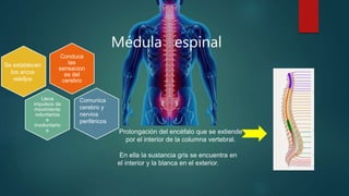 Médula espinal
Prolongación del encéfalo que se extiende
por el interior de la columna vertebral.
En ella la sustancia gris se encuentra en
el interior y la blanca en el exterior.
Conduce
las
sensacion
es del
cerebro
Lleva
impulsos de
movimiento
voluntarios
e
involuntario
s
Se establecen
los arcos
relefjos
Comunica
cerebro y
nervios
periféricos
 