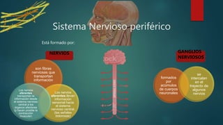 Sistema Nervioso periférico
Está formado por:
son fibras
nerviosas que
transportan
información
Los nervios
aferentes llevan
información
sensorial hacia
el sistema
nervioso central.
(las señales
dolorosas)
Los nervios
eferentes
transportan la
información desde
el sistema nervioso
central a los
órganos efectores
(y hacen posible la
contracción
muscular)
NERVIOS
formados
por
acúmulos
de cuerpos
neuronales
se
intercalan
en el
trayecto de
algunos
nervios
GANGLIOS
NERVIOSOS
 