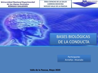 BASES BIOLÓGICAS
DE LA CONDUCTA
Valle de la Pascua, Mayo 2020
Participante:
Annellys Alvarado
ÁREA CIENCIAS DE LA SALUD
CARRERA MEDICINA
NÚCLEO VALLE DE LA PASCUA
 