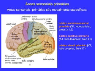 Córtex parietal: somestesia Córtex temporal: audição Córtex occipital ...
