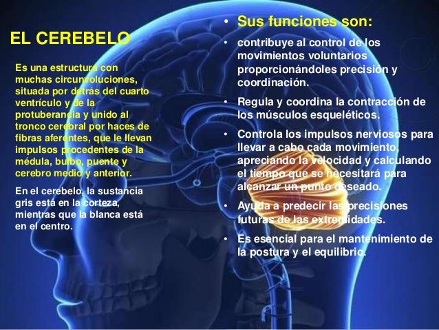 Psicologia Bases Biologicas De La Conducta