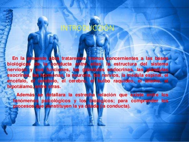 Psicologia bases biologicas de la conducta