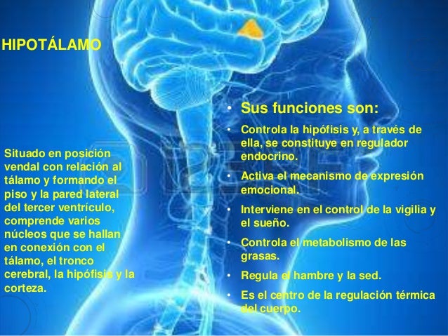 Psicologia bases biologicas de la conducta