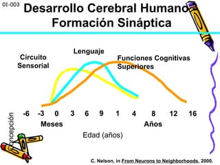 0 1 4 8 12 16
Edad (años)
Desarrollo Cerebral Humano -
Formación Sináptica
Lenguaje
Funciones Cognitivas
Superiores
3 6 9-3-6
Meses Años
C. Nelson, in From Neurons to Neighborhoods, 2000.
Concepción
01-003
Circuito
Sensorial
 