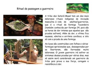 Ritual de passagem a guerreiro
A tribo dos Sateré-Mawé tem um dos mais
dolorosos rituais indígenas de iniciação
masculina à vida de adultos/guerreiros,
que é o ritual da formiga Tucandeira
(também conhecida por formiga 24, pois são
as horas de dor intensa que aqueles que são
picados sofrem). Além da dor, a vítima fica
nauseas, vómitos e arritmia cardíaca; e isto
só com a picada de uma formiga.
As luvas são construídas com folhas e várias
formigas aprisionadas que, desesperadas por
se libertarem, dão ferroadas muito
dolorosas. O jovem guerreiro irá sofrer os
sintomas dessas picadas por vários dias, mas
só assim será considerado um guerreiro da
tribo pois prova a sua força, coragem e
resistência à dor.
 