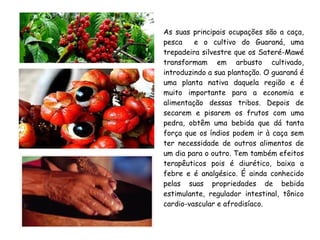 As suas principais ocupações são a caça,
pesca e o cultivo do Guaraná, uma
trepadeira silvestre que os Sateré-Mawé
transformam em arbusto cultivado,
introduzindo a sua plantação. O guaraná é
uma planta nativa daquela região e é
muito importante para a economia e
alimentação dessas tribos. Depois de
secarem e pisarem os frutos com uma
pedra, obtêm uma bebida que dá tanta
força que os índios podem ir à caça sem
ter necessidade de outros alimentos de
um dia para o outro. Tem também efeitos
terapêuticos pois é diurético, baixa a
febre e é analgésico. É ainda conhecido
pelas suas propriedades de bebida
estimulante, regulador intestinal, tônico
cardio-vascular e afrodisíaco.
 