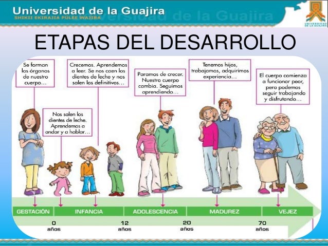 Psicologia tema 6 desarrollo de la vida