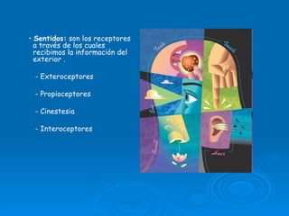 •  Sentidos:  son los receptores a través de los cuales recibimos la información del exterior . - Exteroceptores  - Propioceptores - Cinestesia - Interoceptores 