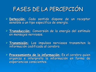 FASES DE LA PERCEPCIÓN Detección:   Cada sentido dispone de un receptor sensible a un tipo específico de energía. Transducción:   Conversión de la energía del estímulo en mensajes nerviosos . Transmisión:   Los impulsos nerviosos transmiten la información codificada al cerebro . Procesamiento de la información:   Es el cerebro quien organiza e interpreta la información en forma de experiencias conscientes. 