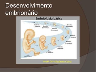 Desenvolvimento
embrionário
 