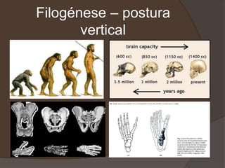 Filogénese – postura
vertical
 