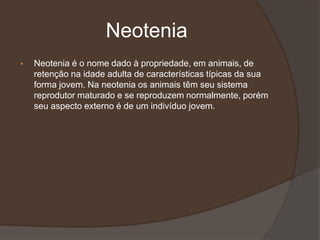 Neotenia
• Neotenia é o nome dado à propriedade, em animais, de
retenção na idade adulta de características típicas da sua
forma jovem. Na neotenia os animais têm seu sistema
reprodutor maturado e se reproduzem normalmente, porém
seu aspecto externo é de um indivíduo jovem.
 