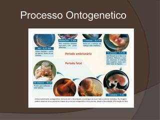 Processo Ontogenetico
 