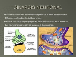 SINAPSIS NEURONAL
• El sistema nervioso no es constante depende de la unión de las neuronas.
• Eléctrica: es el modo más rápido de unión
• química: es más lenta por que precisa de la acción de una tercera neurona.
• Los neurotransmisores son los que unen a dos neuronas.
 