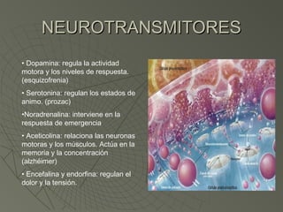 NEUROTRANSMITORES
• Dopamina: regula la actividad
motora y los niveles de respuesta.
(esquizofrenia)
• Serotonina: regulan los estados de
animo. (prozac)
•Noradrenalina: interviene en la
respuesta de emergencia
• Aceticolina: relaciona las neuronas
motoras y los músculos. Actúa en la
memoria y la concentración
(alzhéimer)
• Encefalina y endorfina: regulan el
dolor y la tensión.
 