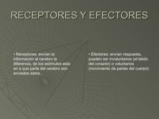 RECEPTORES Y EFECTORES


• Receptores: envían la             • Efectores: envían respuesta,
información al cerebro la           pueden ser involuntarios (el latido
diferencia, de los estímulos esta   del corazón) o voluntarios
en a que parte del cerebro son      (movimiento de partes del cuerpo)
enviados estos.
 