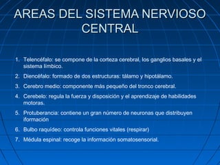 AREAS DEL SISTEMA NERVIOSO
         CENTRAL

1. Telencéfalo: se compone de la corteza cerebral, los ganglios basales y el
   sistema límbico.
2. Diencéfalo: formado de dos estructuras: tálamo y hipotálamo.
3. Cerebro medio: componente más pequeño del tronco cerebral.
4. Cerebelo: regula la fuerza y disposición y el aprendizaje de habilidades
   motoras.
5. Protuberancia: contiene un gran número de neuronas que distribuyen
   iformación
6. Bulbo raquídeo: controla funciones vitales (respirar)
7. Médula espinal: recoge la información somatosensorial.
 