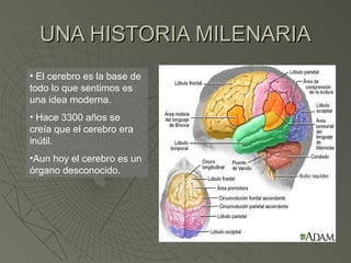 UNA HISTORIA MILENARIA
• El cerebro es la base de
todo lo que sentimos es
una idea moderna.
• Hace 3300 años se
creía que el cerebro era
inútil.
•Aun hoy el cerebro es un
órgano desconocido.
 