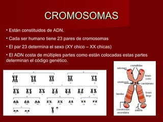 CROMOSOMAS
• Están constituidos de ADN.
• Cada ser humano tiene 23 pares de cromosomas
• El par 23 determina el sexo (XY chico – XX chicas)
• El ADN costa de múltiples partes como están colocadas estas partes
determinan el código genético.
 