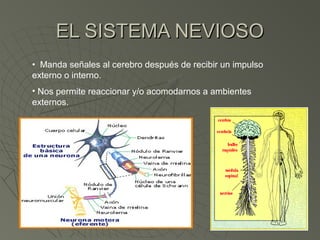 EL SISTEMA NEVIOSO
• Manda señales al cerebro después de recibir un impulso
externo o interno.
• Nos permite reaccionar y/o acomodarnos a ambientes
externos.
 