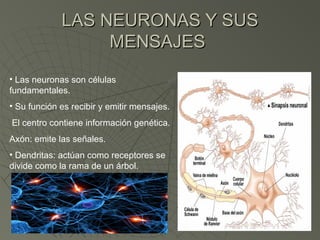 LAS NEURONAS Y SUS
                  MENSAJES
• Las neuronas son células
fundamentales.
• Su función es recibir y emitir mensajes.
El centro contiene información genética.
Axón: emite las señales.
• Dendritas: actúan como receptores se
divide como la rama de un árbol.
 