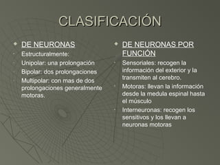 CLASIFICACIÓN
   DE NEURONAS                      DE NEURONAS POR
•   Estructuralmente:                 FUNCIÓN
-   Unipolar: una prolongación    •   Sensoriales: recogen la
-   Bipolar: dos prolongaciones       información del exterior y la
                                      transmiten al cerebro.
-   Multipolar: con mas de dos
    prolongaciones generalmente   •   Motoras: llevan la información
    motoras.                          desde la medula espinal hasta
                                      el músculo
                                  •   Interneuronas: recogen los
                                      sensitivos y los llevan a
                                      neuronas motoras
 