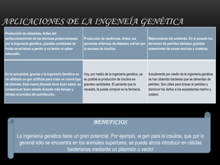 APLICACIONES DE LA INGENEÍA GENÉTICA
Producción de alimentos. Antes del
perfeccionamiento de las técnicas proporcionadas
por la Ingeniería genética, grandes cantidades de
frutas se echaban a perder y no tenían el sabor
adecuado.

En la actualidad, gracias a la Ingeniería Genética se
ha utilizado un gen artificial para crear un nuevo tipo
de jitomate. Este nuevo jitomate tiene buen sabor, se
conserva en buen estado durante más tiempo y
retrasa el proceso de putrefacción.

Producción de medicinas. Antes, las
Mejoramiento del ambiente. En el pasado los
personas enfermas de diabetes sufrían por derrames de petróleo dañaban grandes
la escasez de insulina.
extensiones de zonas marinas y costeras.

Hoy, por medio de la ingeniería genética, ya
es posible la producción de insulina en
grandes cantidades. El paciente que la
necesita, la puede comprar en la farmacia.

Actualmente por medio de la ingeniería genética
se han obtenido bacterias que se alimentan de
petróleo. Son útiles para limpiar el petróleo y
disminuir los daños a los ecosistemas marino y
costero.

BENEFICIOS
La ingeniería genética tiene un gran potencial. Por ejemplo, el gen para la insulina, que por lo
general sólo se encuentra en los animales superiores, se puede ahora introducir en células
bacterianas mediante un plásmido o vector

 