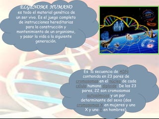 ELGENOMA HUMANO

es todo el material genético de
un ser vivo. Es el juego completo
de instrucciones hereditarias
para la construcción y
mantenimiento de un organismo,
y pasar la vida a la siguiente
generación.

Es la secuencia de ADN
contenida en 23 pares de
cromosomas en el núcleo de cada
célula humana diploide. De los 23
pares, 22 son cromosomas
autosómicos y un par
determinante del sexo (dos
cromosomas X en mujeres y uno
X y uno Y en hombres).

 
