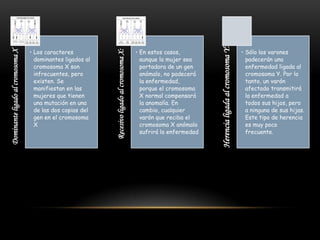 • En estos casos,
aunque la mujer sea
portadora de un gen
anómalo, no padecerá
la enfermedad,
porque el cromosoma
X normal compensará
la anomalía. En
cambio, cualquier
varón que reciba el
cromosoma X anómalo
sufrirá la enfermedad

Herencia ligada al cromosoma Y:

Recesivo ligado al cromosoma X:

Dominante ligado al cromosoma X

• Los caracteres
dominantes ligados al
cromosoma X son
infrecuentes, pero
existen. Se
manifiestan en las
mujeres que tienen
una mutación en una
de las dos copias del
gen en el cromosoma
X

• Sólo los varones
padecerán una
enfermedad ligada al
cromosoma Y. Por lo
tanto, un varón
afectado transmitirá
la enfermedad a
todos sus hijos, pero
a ninguna de sus hijas.
Este tipo de herencia
es muy poco
frecuente.

 