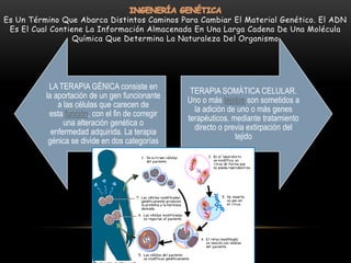 Es Un Término Que Abarca Distintos Caminos Para Cambiar El Material Genético. El ADN
Es El Cual Contiene La Información Almacenada En Una Larga Cadena De Una Molécula
Química Que Determina La Naturaleza Del Organismo

LA TERAPIA GÉNICA consiste en
la aportación de un gen funcionante
a las células que carecen de
esta función, con el fin de corregir
una alteración genética o
enfermedad adquirida. La terapia
génica se divide en dos categorías

TERAPIA SOMÁTICA CELULAR.
Uno o más tejidos son sometidos a
la adición de uno o más genes
terapéuticos, mediante tratamiento
directo o previa extirpación del
tejido

 