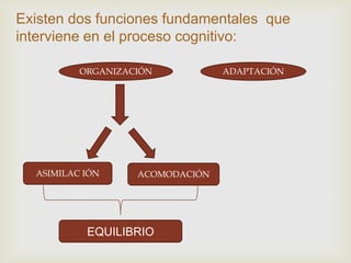 Existen dos funciones fundamentales que
interviene en el proceso cognitivo:
ORGANIZACIÓN ADAPTACIÓN
ASIMILAC IÓN ACOMODACIÓN
EQUILIBRIO
 