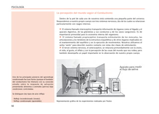 56
PSICOLOGÍA
La percepción del mundo según el Conductismo
Dentro de la piel de cada uno de nosotros está contenida una pequeña parte del universo.
Respondemos a nuestro propio cuerpo con tres sistemas nerviosos, dos de los cuales se relacionan
particularmente con rasgos internos.
 El sistema llamado interoceptivo transporta información de órganos como el hígado y el
aparato digestivo, de las glándulas y sus conductos y de los vasos sanguíneos. Es de
importancia primordial para la economía interna del organismo.
 El sistema llamado propioceptivo transporta estimulación de los músculos, las
articulaciones y los tendones de la estructura esquelética y de otros órganos implicados en
el mantenimiento del equilibrio y en la ejecución de movimientos. Nosotros utilizamos el
verbo ‘sentir’ para describir nuestro contacto con estas dos clases de estimulación.
 El tercer sistema nervioso, el exteroceptivo, se relaciona primordialmente con la visión,
el oído, el gusto, el olfato y con la percepción de las cosas del mundo que nos rodea, pero
también desempeña un papel importante en la observación de nuestro propio cuerpo.
Uno de los principales pioneros del aprendizaje
condicionado fue Ivan Pavlov (aunque el fundador
del conductismo fue Watson) con su conocido
estudio sobre la respuesta de salivación
presentando alimentos a animales (perros) bajo
condiciones controladas.
Se distinguen dos tipos de acto reflejo:
· Reflejo incondicionado (innato).
· Reflejo condicionado (aprendido). Representación gráfica de los experimentos realizados por Pavlov
 
