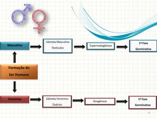 Gâmeta Masculino                       1º Fase
Masculina                        Espermatogênese
                 Testículos                        Germinativa




Formação do
 Ser Humano




Feminina      Gâmeta Feminino                        1º Fase
                                   Ovogênese
                  Ovários                          Germinativa

                                                               14
 