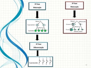 3º Fase         3º Fase

Maturação       Maturação




   4º Fase
Diferenciação




                            16
 
