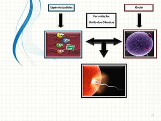 Espermatozóides                       Óvulo

                     Fecundação:
                  União dos Gâmetas




                                              17
 