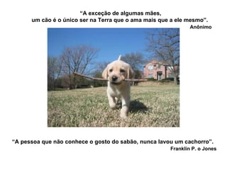 “ A exceção de algumas mães, um cão é o único ser na Terra que o ama mais que a ele mesmo”.   Anônimo “ A pessoa que não conhece o gosto do sabão, nunca lavou um cachorro”.      Franklin P. o Jones   